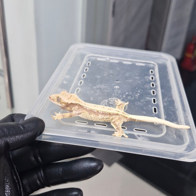 풀핀 쿼드 드리피 노멀