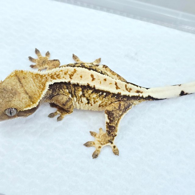 트라이 익스트림할리퀸 노멀 드리피 텐저린