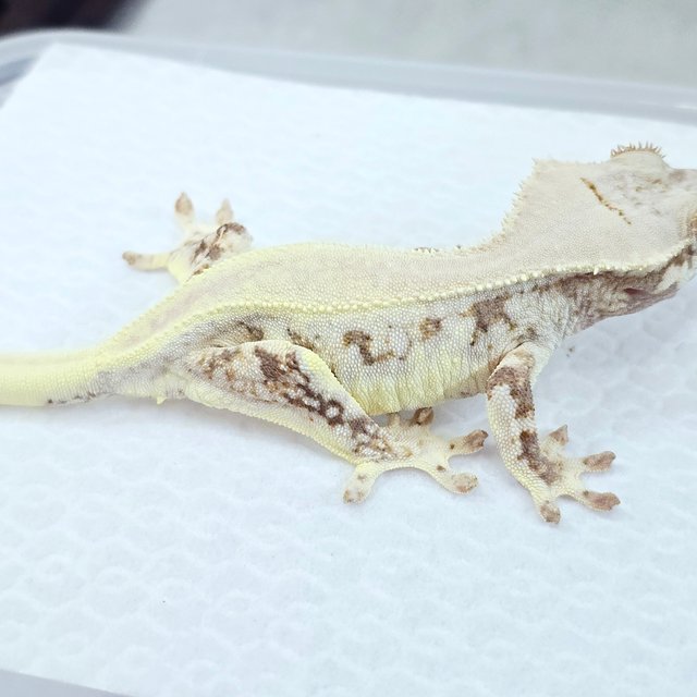 릴리화이트 솔리드백