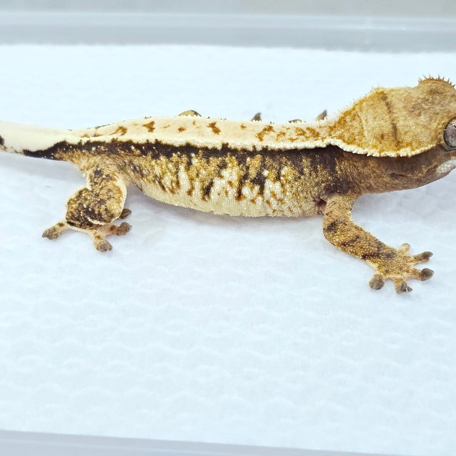 트라이 익스트림할리퀸 노멀 드리피 텐저린