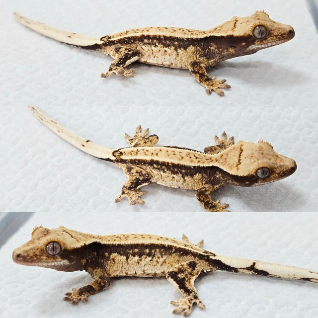 노멀 드리피 트라이 화이트스팟