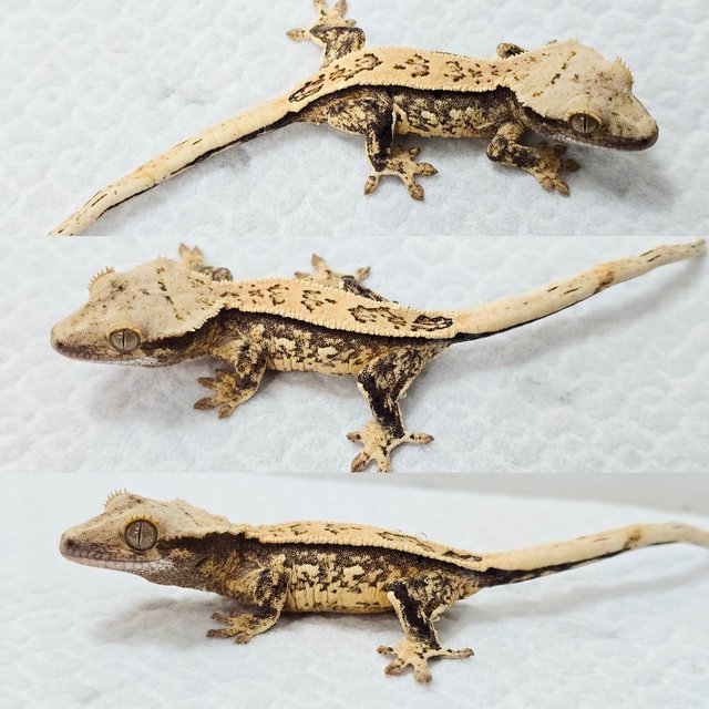 노멀 풀핀 화이트스팟 드리피