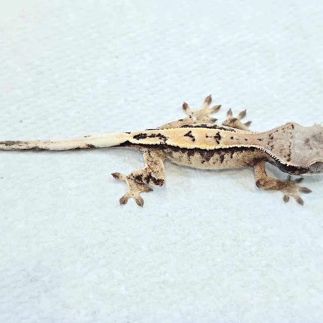 세이블 화이트 드리피