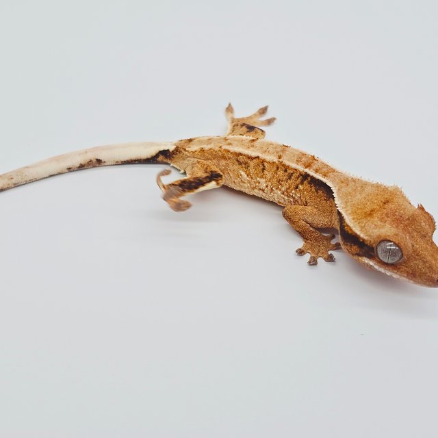 트라이 익스트림할리퀸 드리피 텐저린