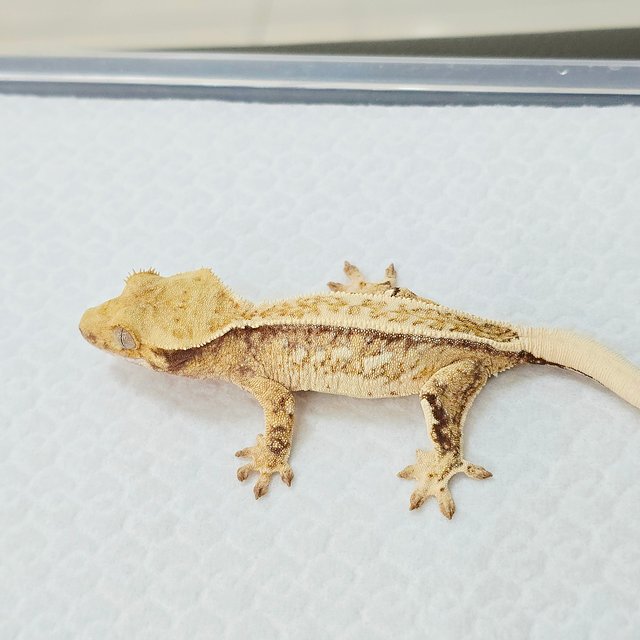 노멀 트라이 드리피 풀핀 화이트포트홀 쿼드