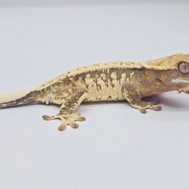 노멀 트라이 풀핀 드리피 화이트핀