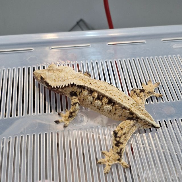 노멀 트라이 드리피