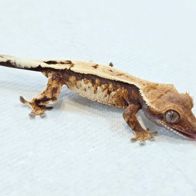 세이블 화이트핀