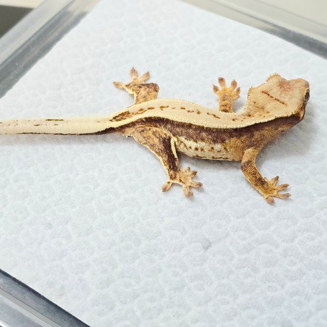 노멀 드리피 쿼드 풀핀 화이트스팟