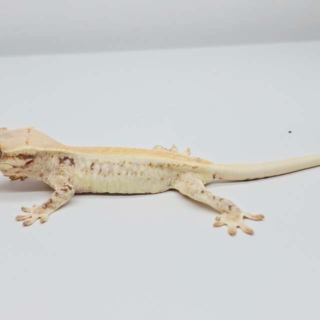 릴리화이트 솔리드백