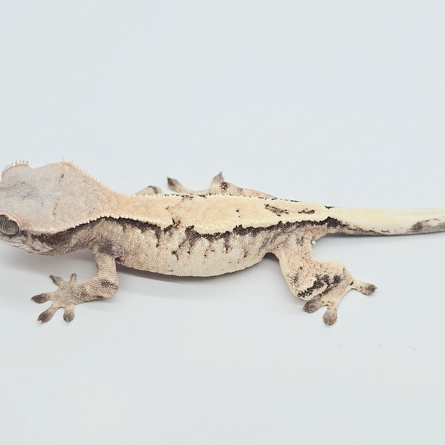 세이블 드리피 화이트