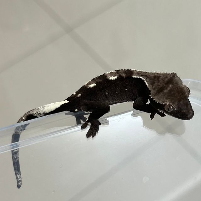 화이트핀 아잔틱