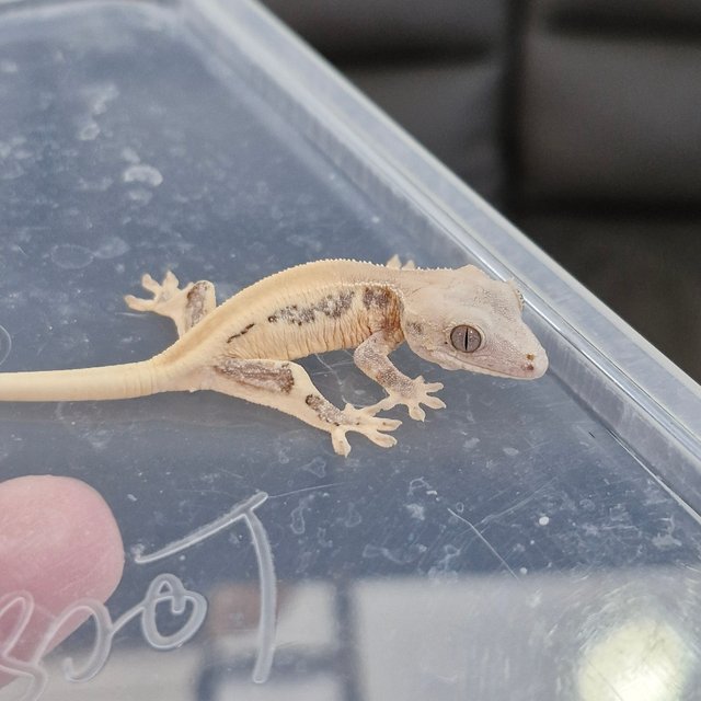 릴리화이트 솔리드백