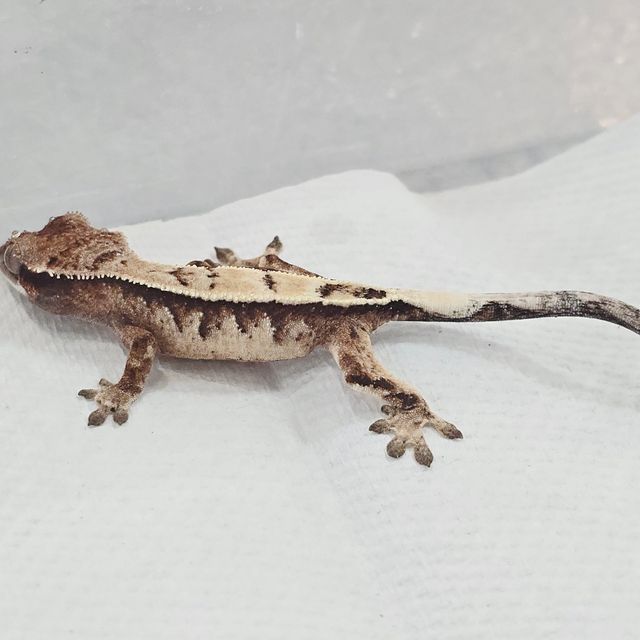 세이블