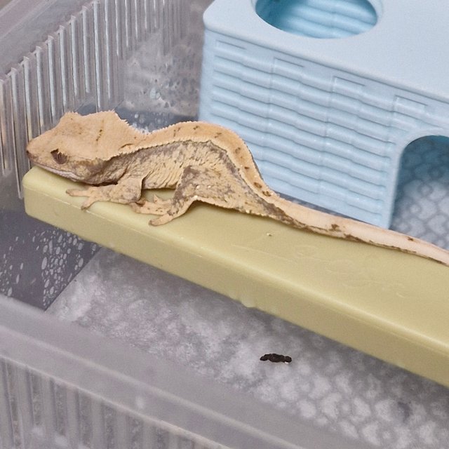 노멀 드리피 쿼드 화이트스팟