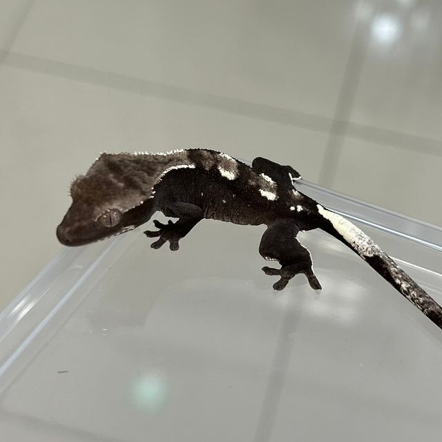 화이트핀 아잔틱