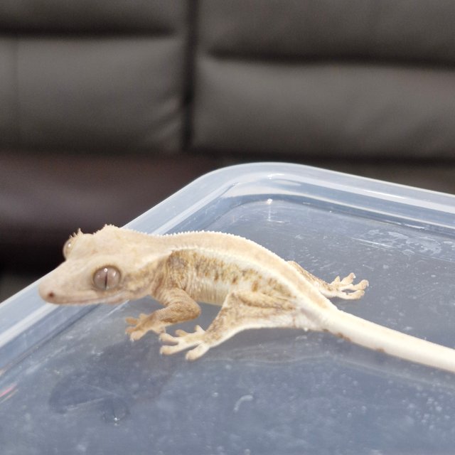 릴리화이트 솔리드백 트라이