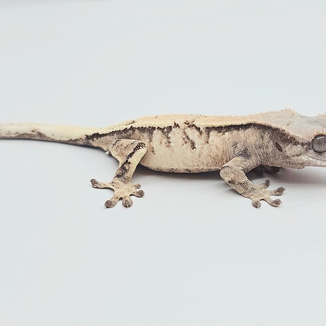 세이블 드리피 화이트