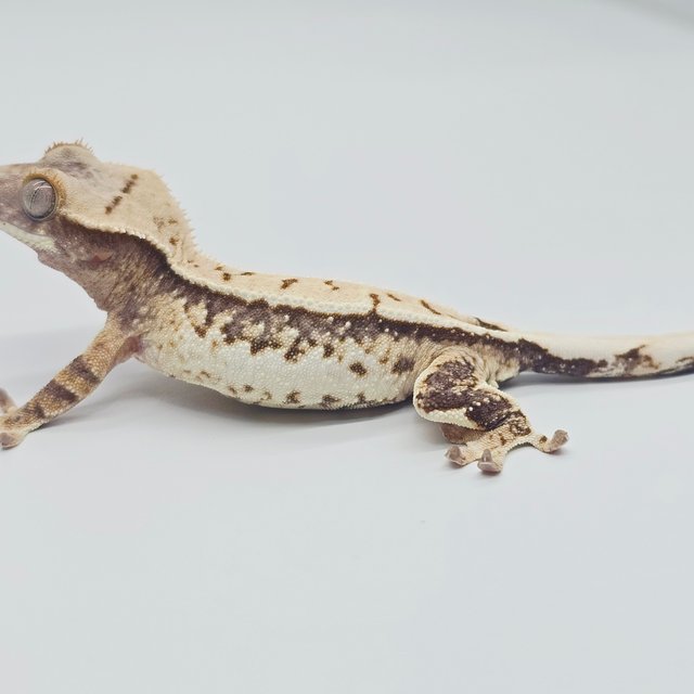 노멀 드리피 화이트 트라이