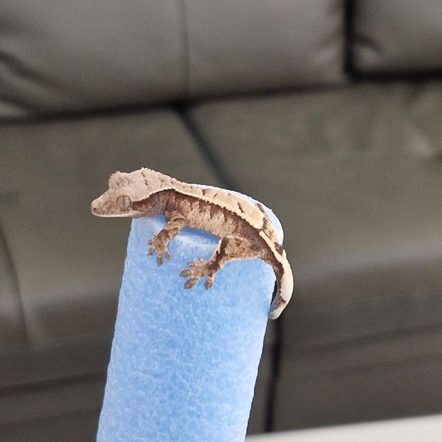 세이블