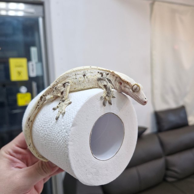 노멀 드리피 화이트스팟 쿼드 화이트포트홀