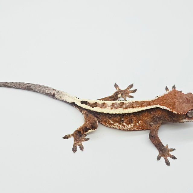 세이블 풀핀 화이트핀 텐저린