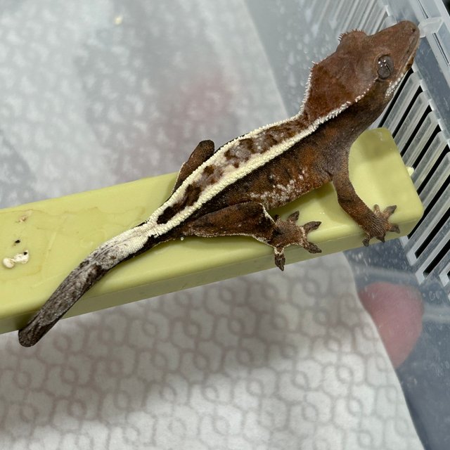 세이블 풀핀 화이트핀 텐저린