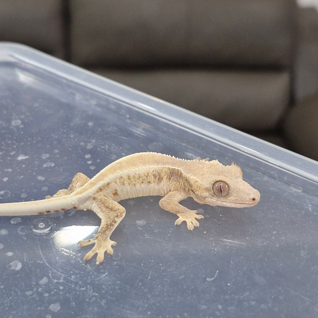 릴리화이트 솔리드백 트라이