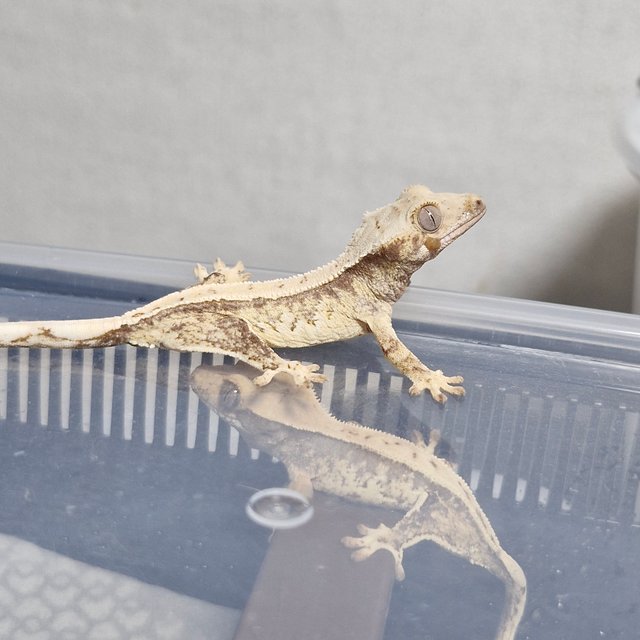 노멀 드리피 쿼드 화이트스팟