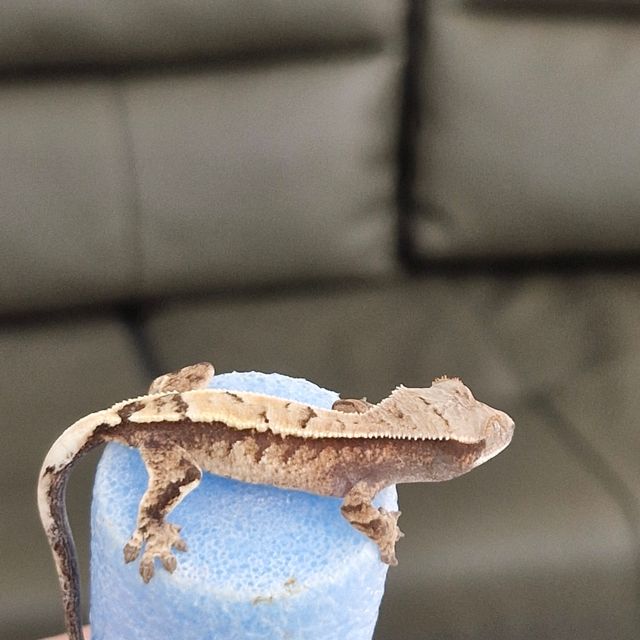 세이블