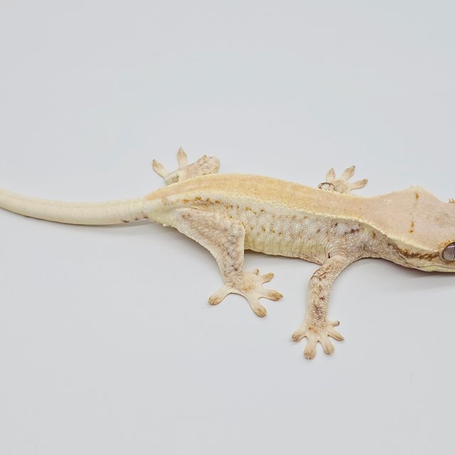 릴리화이트 솔리드백