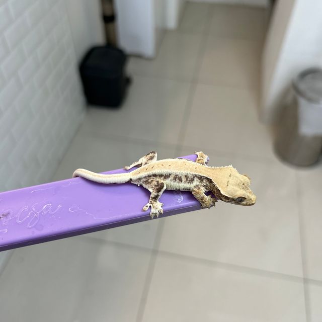 릴리화이트
