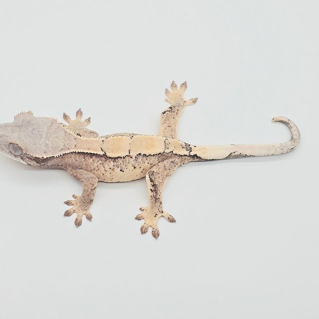 세이블 드리피 화이트