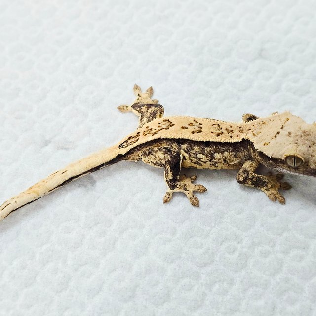 노멀 풀핀 화이트스팟 드리피