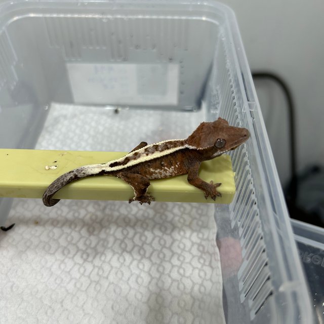 세이블 풀핀 화이트핀 텐저린