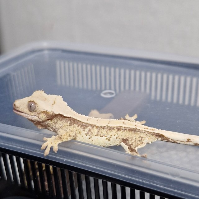 노멀 드리피 쿼드 화이트스팟