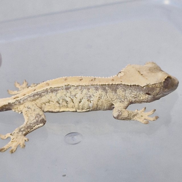 노멀 드리피 쿼드 화이트스팟