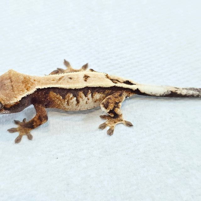 세이블 화이트핀