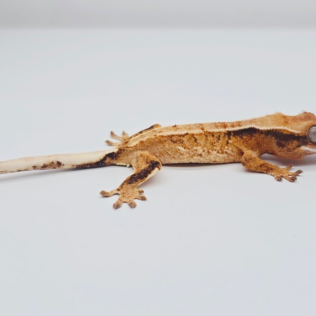 트라이 익스트림할리퀸 드리피 텐저린