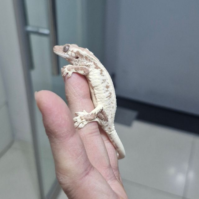 프라푸치노