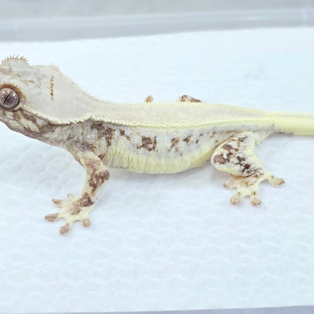 릴리화이트 솔리드백