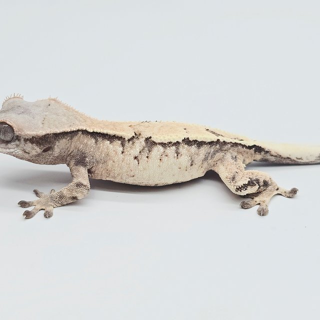 세이블 드리피 화이트