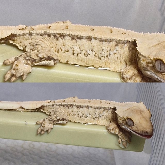 노멀 드리피 쿼드 화이트스팟