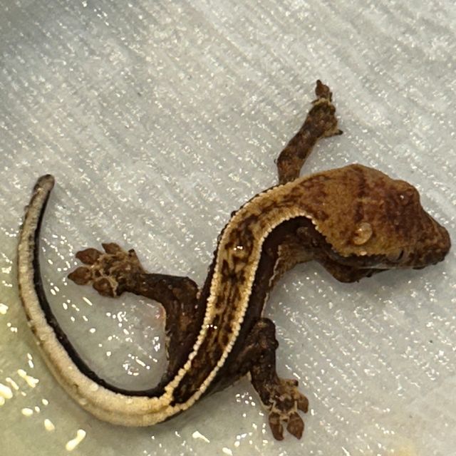 오닉스 화이트핀 엠티백