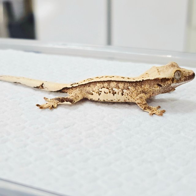 노멀 풀핀 화이트포트홀 드리피