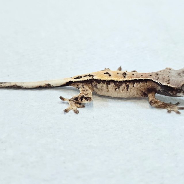 세이블 화이트 드리피