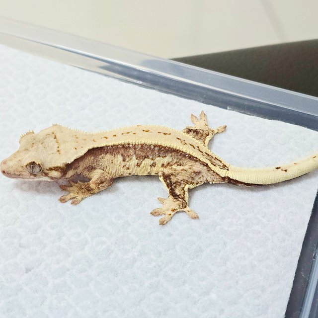 노멀 트라이 풀핀 쿼드 화이트포트홀 드리피