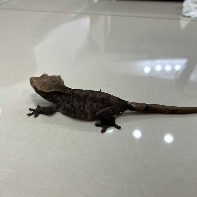 아잔틱