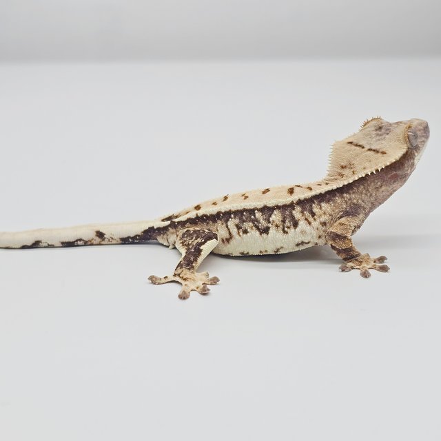 노멀 드리피 화이트 트라이