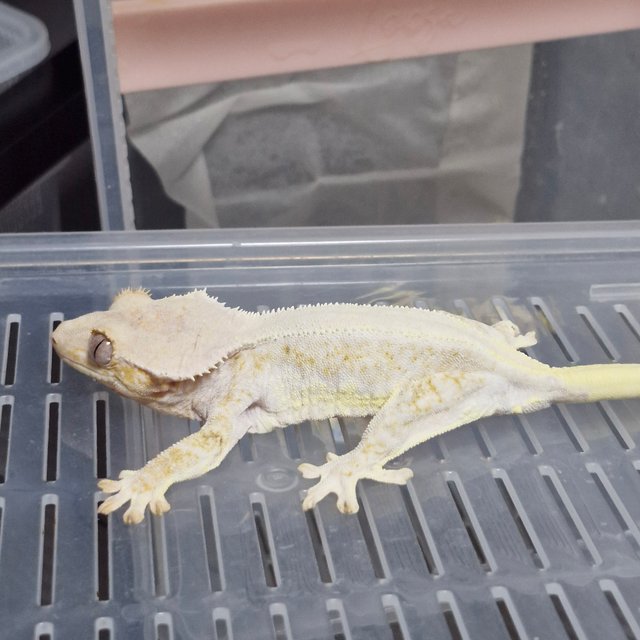 릴리화이트 솔리드백